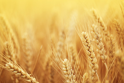 Wheat field