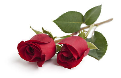 Two red rose stems