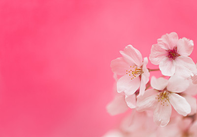 Cherry Blossoms Against Pink Background
