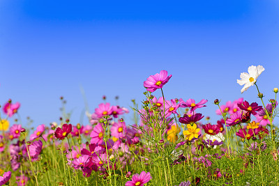 Cosmos flowers field in Boon Rawd Farm