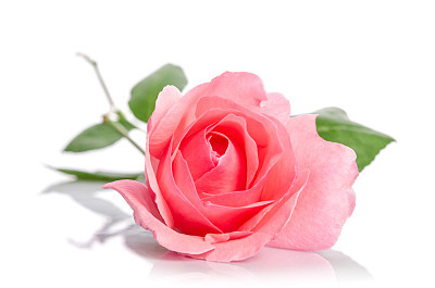 beautiful single pink rose lying down on a white background