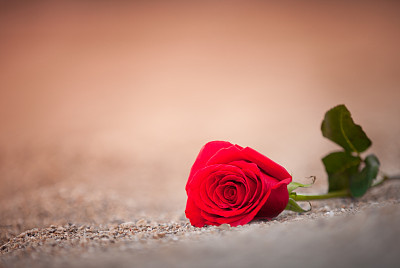 Rose on the beach