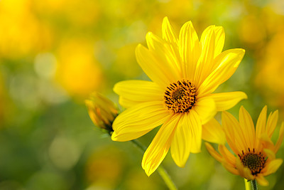 Yellow Flowers
