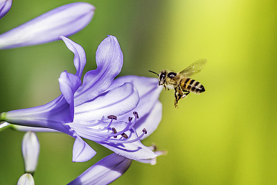 Flying Bee entering a african lily flower