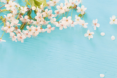 Flowers of cherry on a wooden background