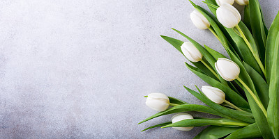 Beautiful white tulips