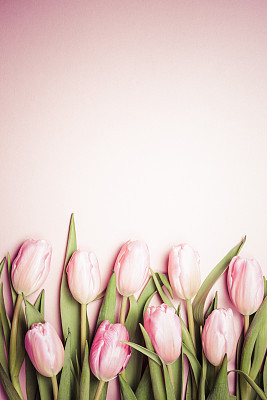 Pink tulips on the pink background. Flat lay, top view.  Valentines background.