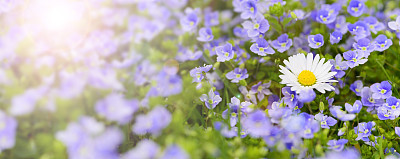 spring meadow with beautiful flowers and sun rays