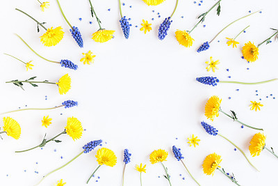 Frame made of muscari and chrysanthemum flowers on white background