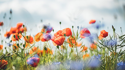 Red poppy in beautiful sunset light