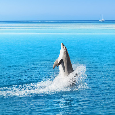 Dolphin