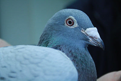 Pigeon
