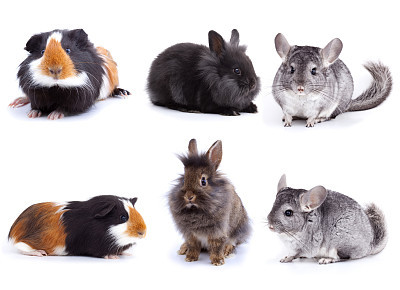 Collage with rodents