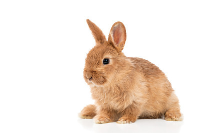 Cute red bunny on white