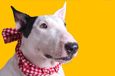 cute english bullterrier isolate on white backgtound