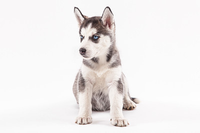 Husky puppy on a white background