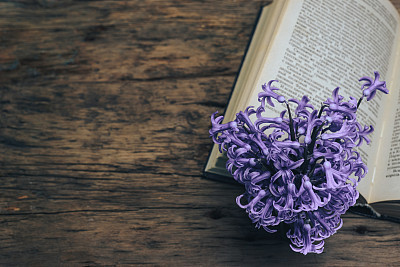 Open book and purple flower on a old  oak wooden table. top view.