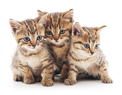 Three kittens.
