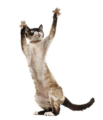 Devon rex playing on hind legs isolated on white