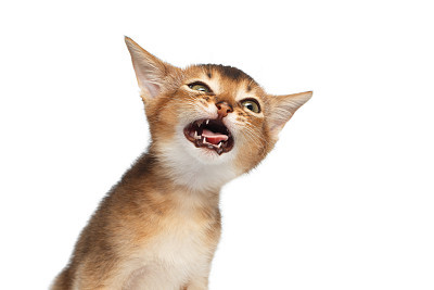 Abyssinian Kitty on Isolated White Background