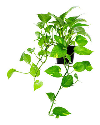 Plant in pot