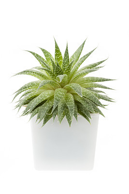 Succulent plant