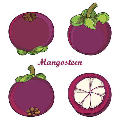 Vector set with Purple Mangosteen or Garcinia fruit and half fruit isolated on white background.