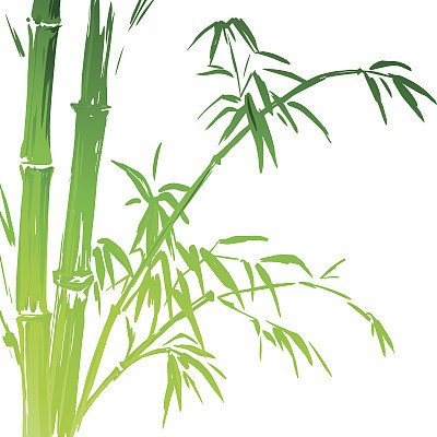Watercolor Bamboo branches isolated on the white background. Vector illustration