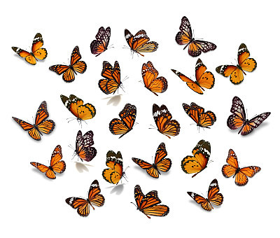 Big set Monarch Butterfly