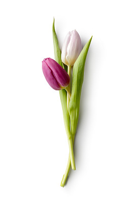 Flowers: Tulip Pink
