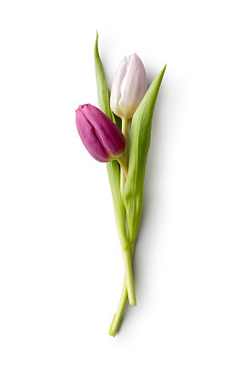 Flowers: Tulip Pink