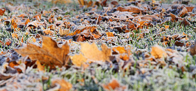 Frost on fallen leaves
