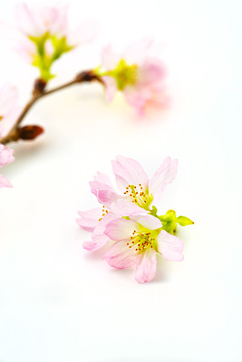 Cherry Blossoms