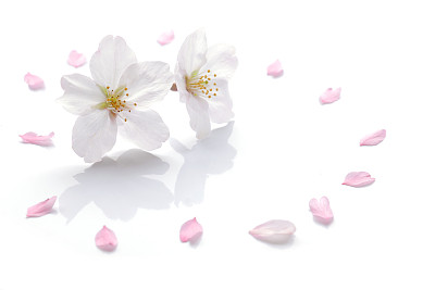 Japanese cherry blossom and petals