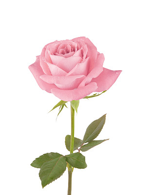 Pink Rose