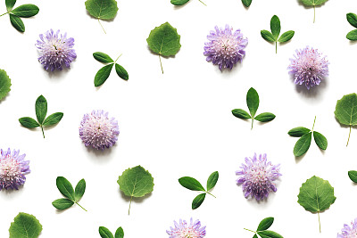 Meadow Flowers On White Background