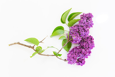 Colorful Springtime pink purple Lilac Flowers in Bloom, isolated on white background