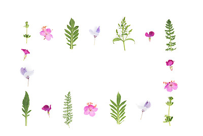 Meadow Flowers On White Background