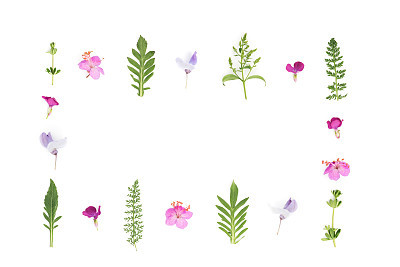 Meadow Flowers On White Background