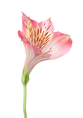 Alstroemeria.