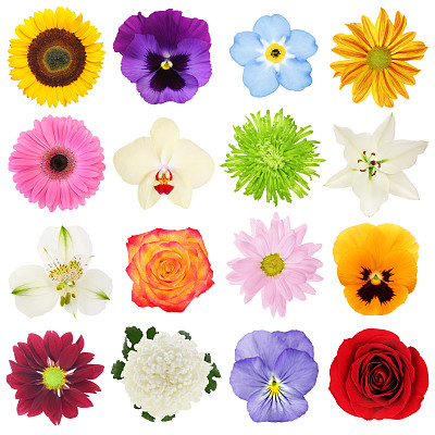 Colorful Flowers Collection (with path)