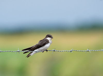 Bank Swallow