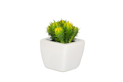 Cactus in Pot on white