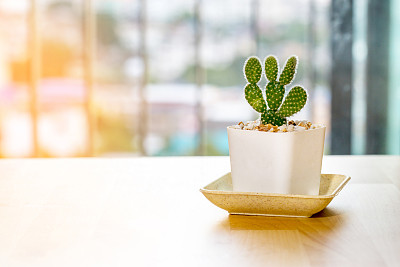 Opuntia cactus