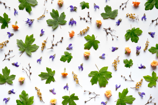 Pattern With Colorful Flowers And Maple Leaves