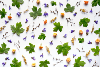 Pattern With Colorful Flowers And Maple Leaves