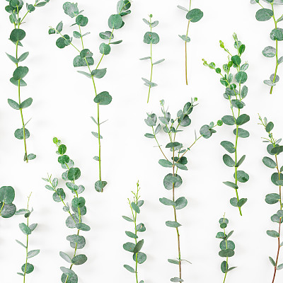 Floral pattern with eucalyptus branches on white background. Flat lay