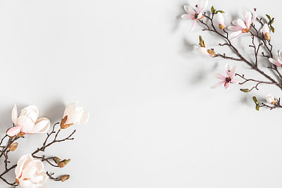 Flowers composition. Magnolia flowers on pastel gray background. Flat lay, top view, copy space