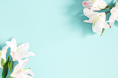 Flowers composition. Frame made of lily flowers on pastel blue background. Flat lay, top view, copy space