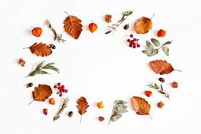 Autumn composition. Physalis flowers, eucalyptus leaves, rowan berries on white background. Autumn, fall, thanksgiving day concept. Flat lay, top view, copy space